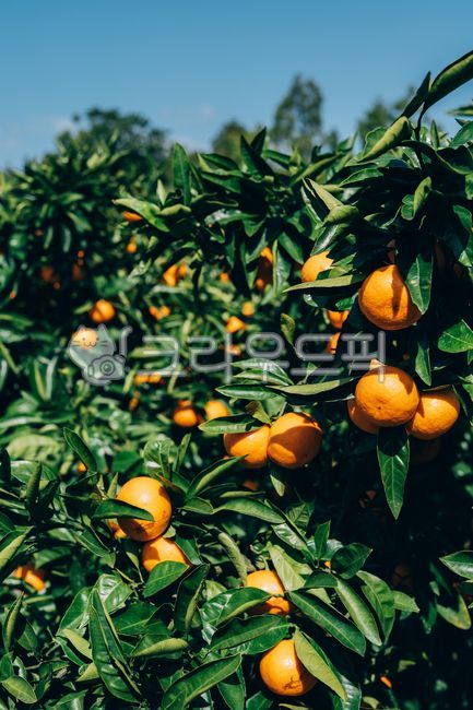 한라봉,감귤류과일,음식,과일,식물,주황색,열매,귤,감귤,자연,비타민,상큼,제주감귤,천혜향,하우스감귤,레드향,오렌지,citrusfruit,food,fruit,plant,orange,hallabong,과일,열매,fruit