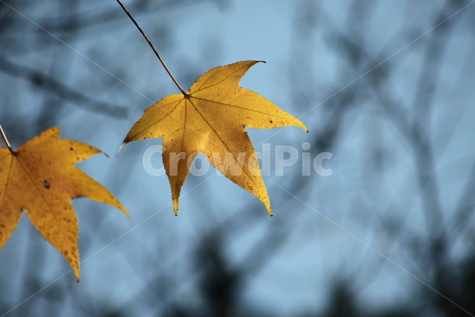 단풍,미국풍나무,가을,liquidambarstyraciflua,sweetgum,가을,계절,fall,autumn,season,leaf,잎,plant,식물,tree,나무