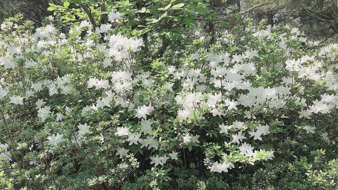 꽃,봄꽃,flower,white,초록,하얀,흰색,푸른,풀,자연