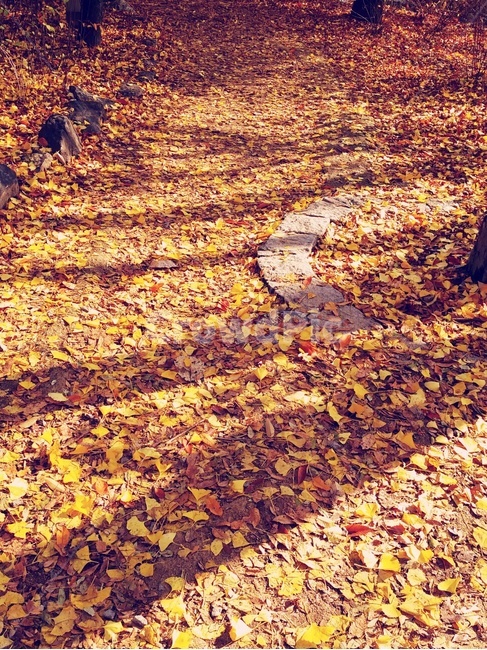 단풍,그림자,가을,은행나무,자연,가을,계절,fall,autumn,season,ground,바닥,leaf,잎,plant,식물