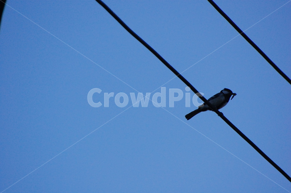 새,참새,새벽,전선,bird,동물,animal,조류,새,birds