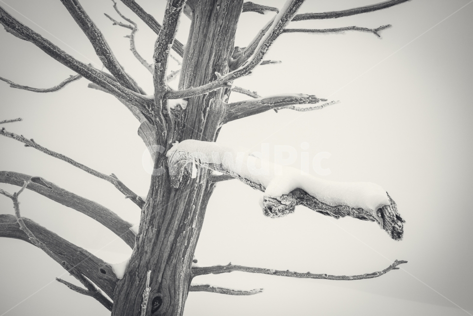 덕유산,겨울,설산,나무,눈,향적봉,무주,눈꿏,겨울산,폭설,정상,겨울,계절,winter,season,식물,자연,plants,nature,나무,trees,wood,흑백,모노톤,monochrome,black and white