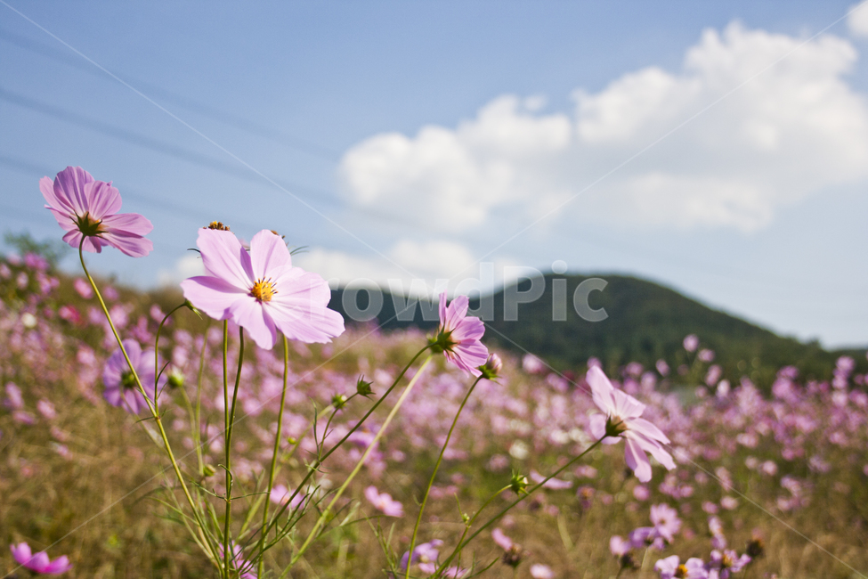 plant,식물,코스모스,꽃,풍경,가을,감성,감성사진,하늘,식물,자연,plants,nature,꽃,flower