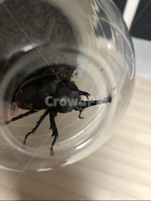 곤충,장수풍뎅이,천연기념물,아기장수풍뎅이,곤충사랑,japanesedynastidbeetle,동물,animal,곤충,벌레,insect,bug