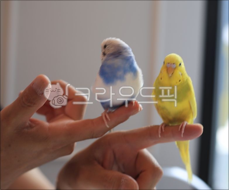새, 앵무새, 동물, bird, animal, 사진,이미지,일러스트,캘리그라피 - 미리내작가