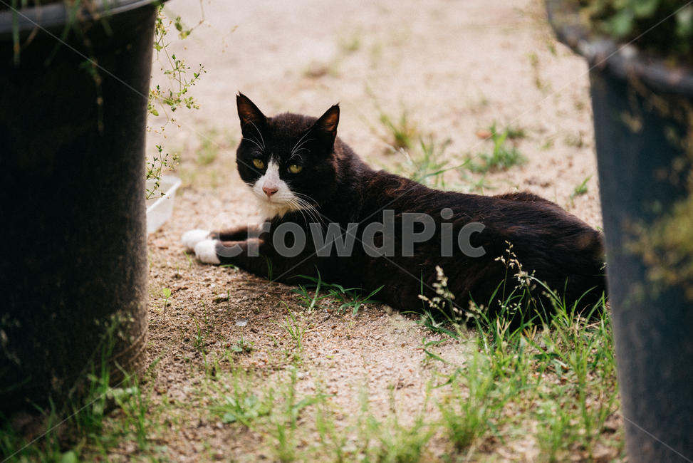 고양이,캣,냥냥이,길고양이,삼색이,치즈냥,냥,cat,동물,동물,animal,포유류,mammal,고양이,cat,kitten,kitty