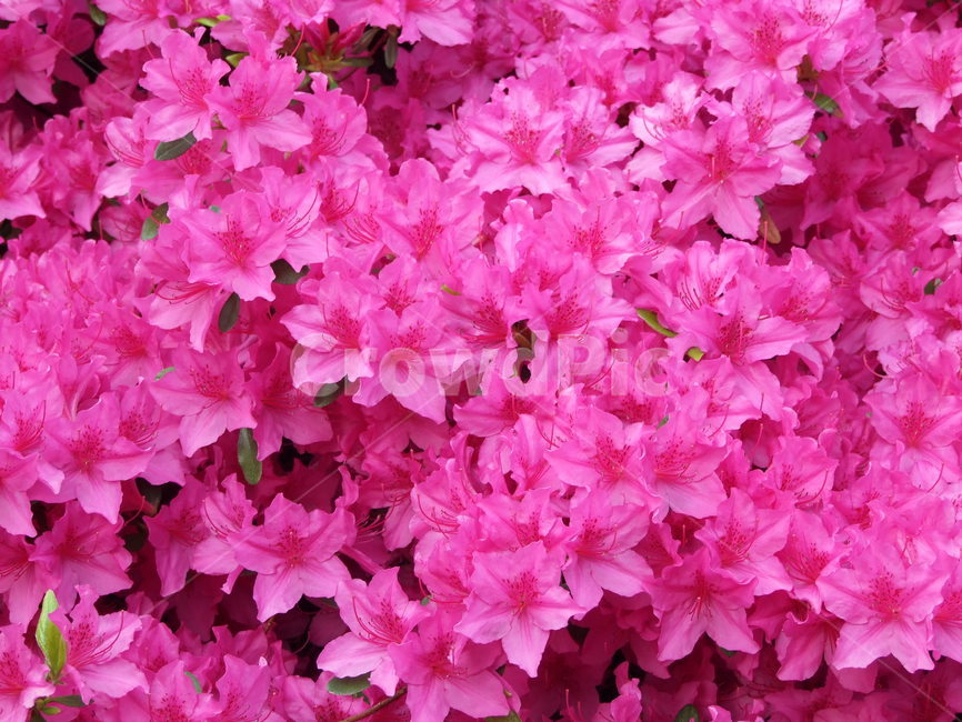 꽃,봄꽃,철쭉,식물,분홍꽃,식물,자연,plants,nature,꽃,flower