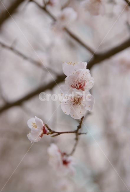 벚꽃,꽃,봄,분위기,따뜻함,벚꽃길,데이트,분홍,따스함,포커스,색감,핑크,pink,flower,focus,spring,cherryblossom,봄,계절,spring,season,plant,식물,blossom,cherry blossom