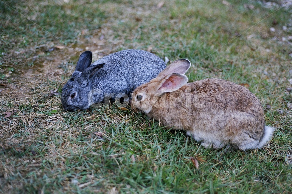 토끼,산토끼,토끼두마리,토깽이,rabbit