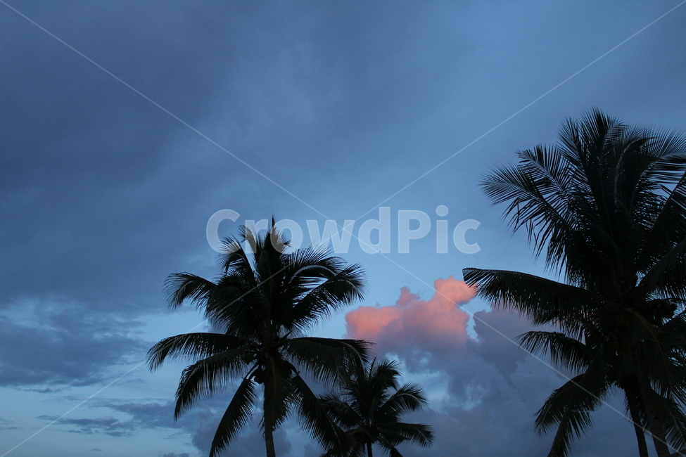 새벽하늘,동남아새벽,야자수,야자수와구름,coconutpalm,자연,풍경,nature,landscape