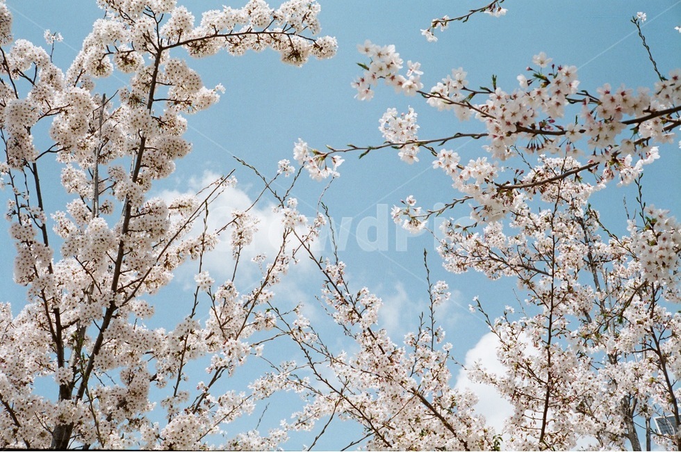 벚꽃,봄,사쿠라,하늘,꽃,봄,계절,spring,season,식물,자연,plants,nature,꽃,flower,plant,cherry blossom,blossom