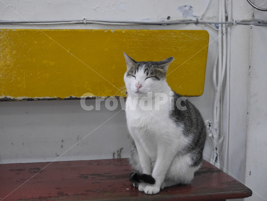 pet,animal,동물,고양이,cat,동물,animal,포유류,mammal,고양이,cat,kitten,kitty