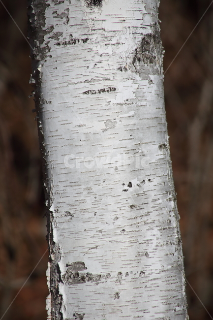 자작나무,식물,백화피,japanesewhitebirch,plant,나무,trees,wood