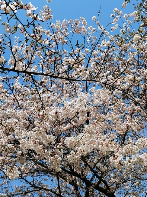 벚꽃,나무,하늘,벚꽃나무,꽃,꽃구경,봄,계절,spring,season,식물,자연,plants,nature,꽃,flower,plant,blossom,cherry blossom