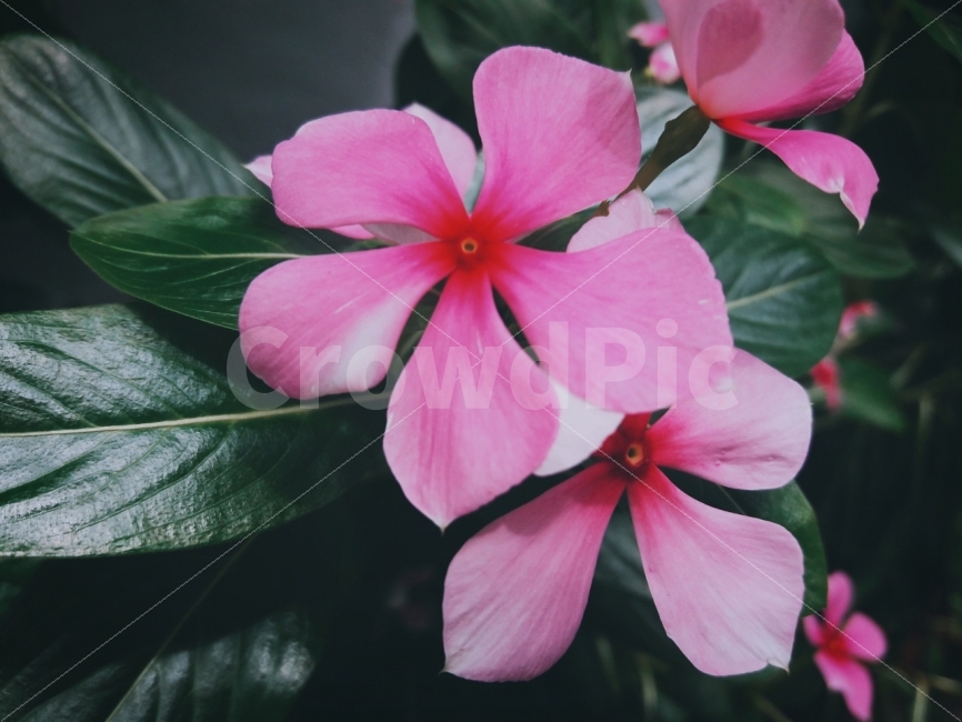 꽃,핑크,자연,감성,색감,식물,자연,plants,nature,꽃,flower