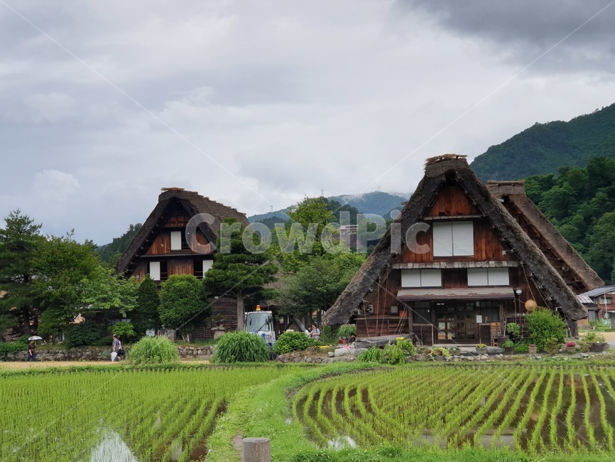 outdoors,옥외,nature,자연,한지방,countryside,시라카와고,합장촌,시라카와고합장촌,논,집,유네스코,유네스코문화유산,세계문화유산