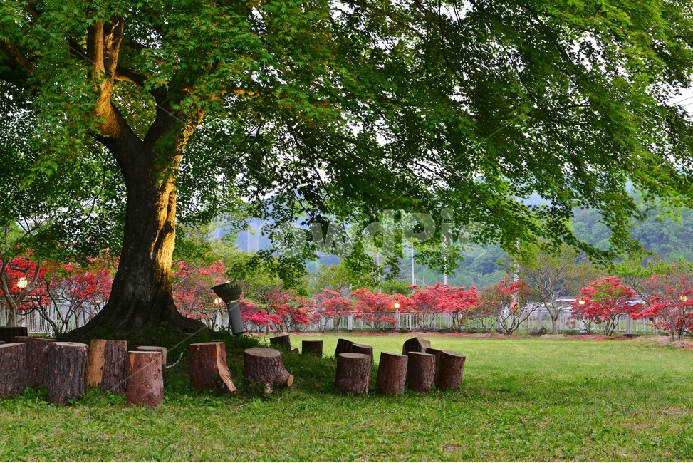 tree,나무,treetrunk,나무줄기,화순,남면,숲속의무릉도원,무릉도원,철쭉꽃,철쭉,봄,계정,경치,경관,풍경,outdoors,옥외,plant,식물,water,물,nature,자연