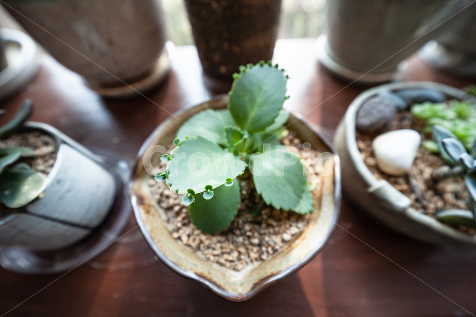 식물,화분,botanical,plant,자연