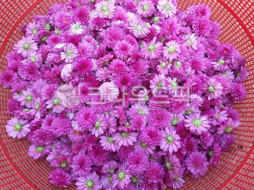 꽃,국화,꽃차,야생화,들국화