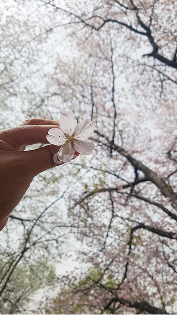 벚꽃,blossom,식물,꽃,꽃잎,flower