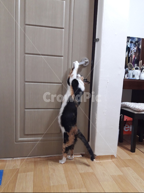 반려동물,고양이,삼색고양이,문여는고양이,집고양이,동물,animal,포유류,mammal,고양이,cat,kitten,kitty