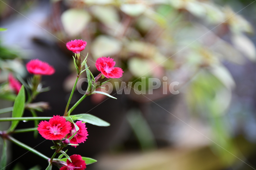 꽃,자연,식물,야생화,nature,flower,감성,feeling,배경,백그라운드