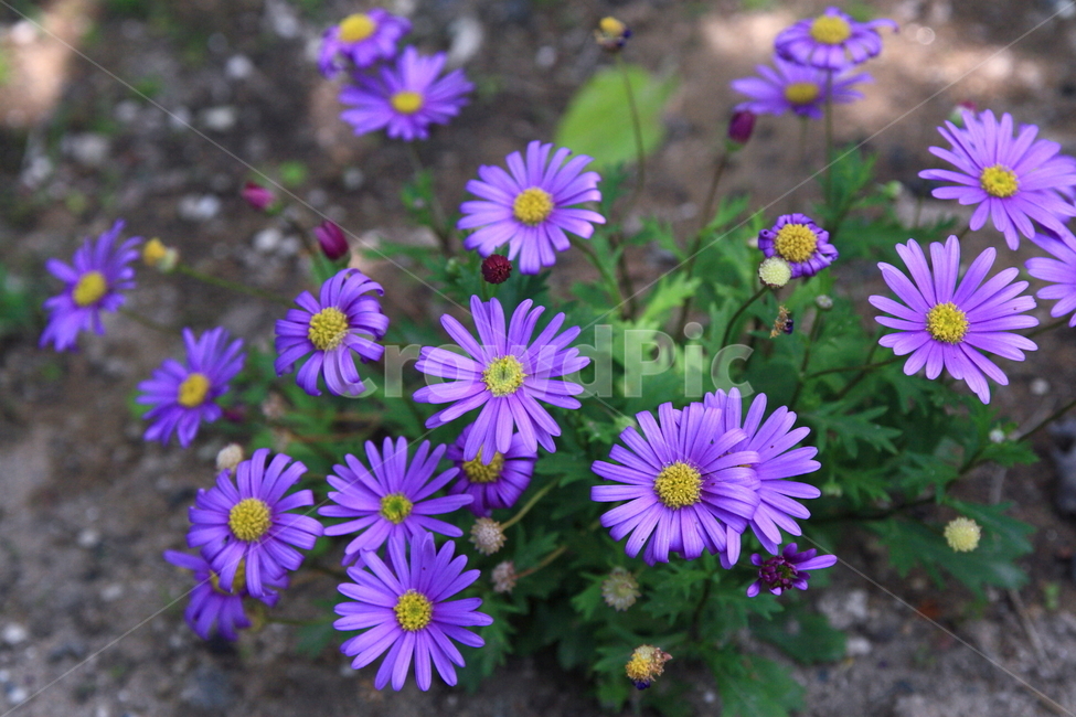 데이지,꽃사진,꽃,들꽃,데이지사진,식물,자연,plants,nature,꽃,flower