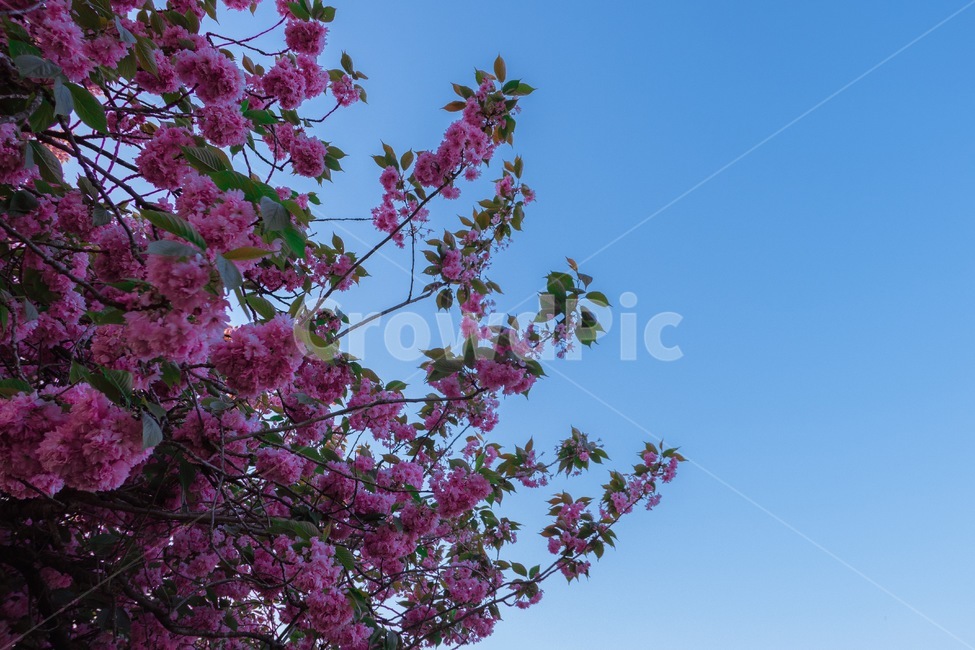겹벚꽃,꽃,자연,풍경,flower,nature