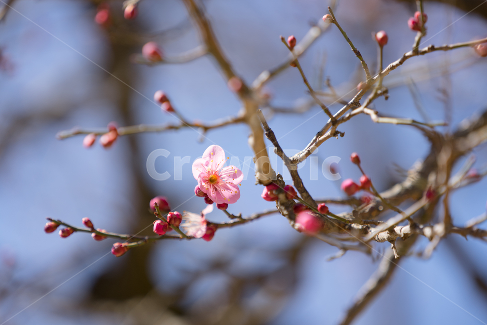 봄,꽃,봄꽃,매화,자연,감성,따스함,봄,계절,spring,season,식물,자연,plants,nature,꽃,flower,plant
