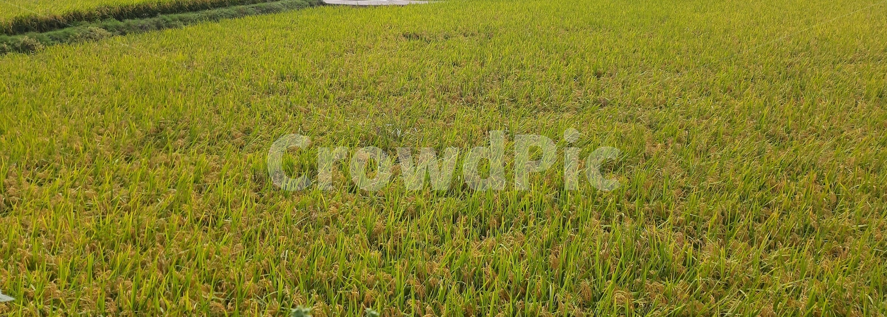 plant,식물,벼,ricefield,green,초록