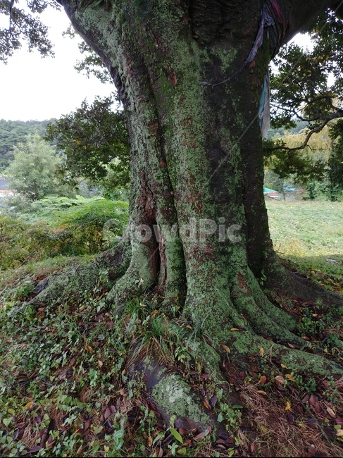 느티나무,식물,뿌리,몸통,신비로움,식물,자연,plants,nature,나무,trees,wood