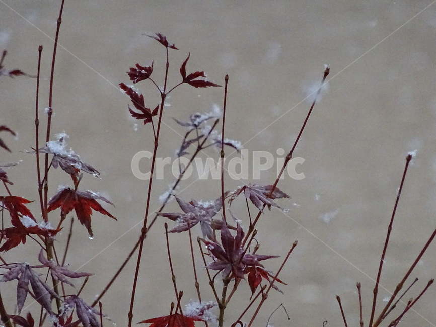 첫눈,가을눈,싸리눈,눈,눈오는,겨울,계절,winter,season,식물,자연,plants,nature