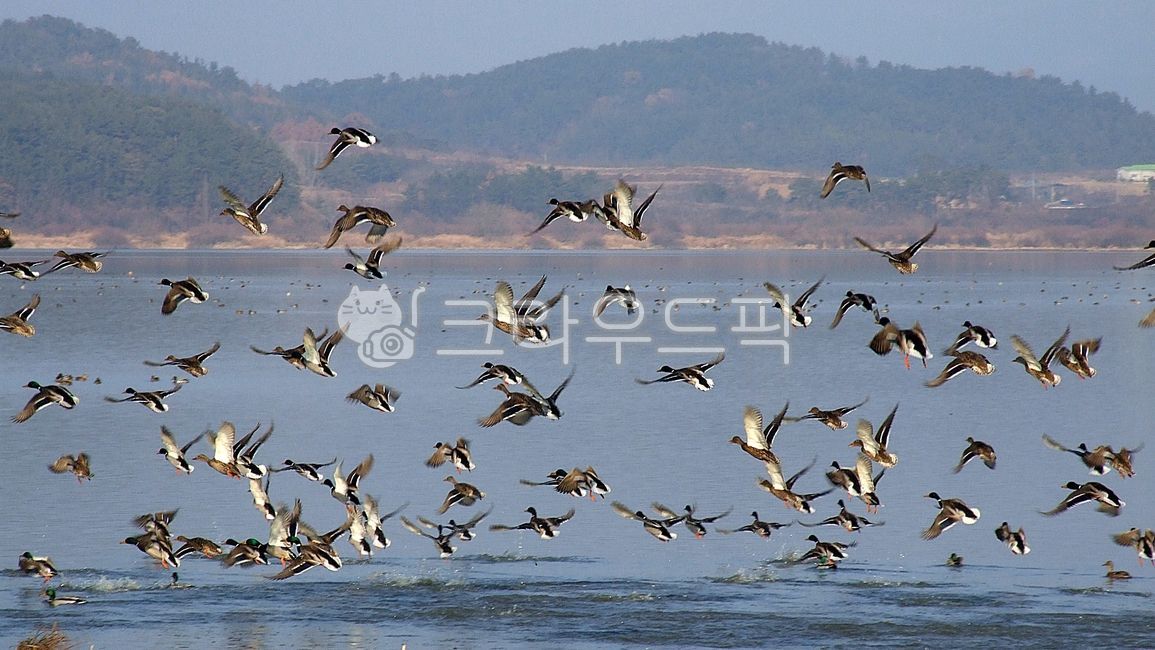 창녕우포늪천연보호구역,천연기념물제524호,경남,창녕,우포,우포늪,늪,창녕우포늪,습지보호지역,람사르협약,청둥오리,昌寧,牛浦늪,天然保護區域,upo,waterland,ormation,ramsar,convention,natural,monument,bird,새,mallard,물새,duck,천연기념물,제524호,천연기념물524,524