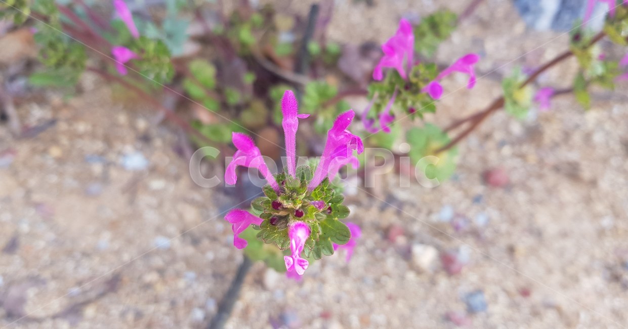 blossom,flower,꽃,식물,보라색,봄