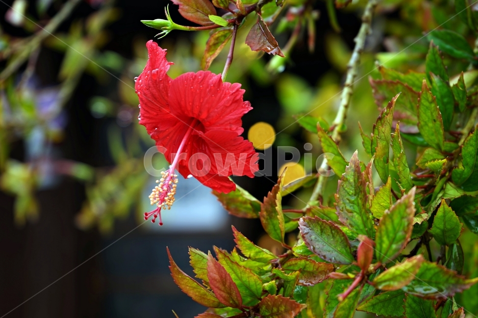 히비스커스,하와이,무궁화,정열,럭셔리,꽃,식물,붉은색,beautiful,plant,flower,식물,자연,plants,nature,꽃,flower