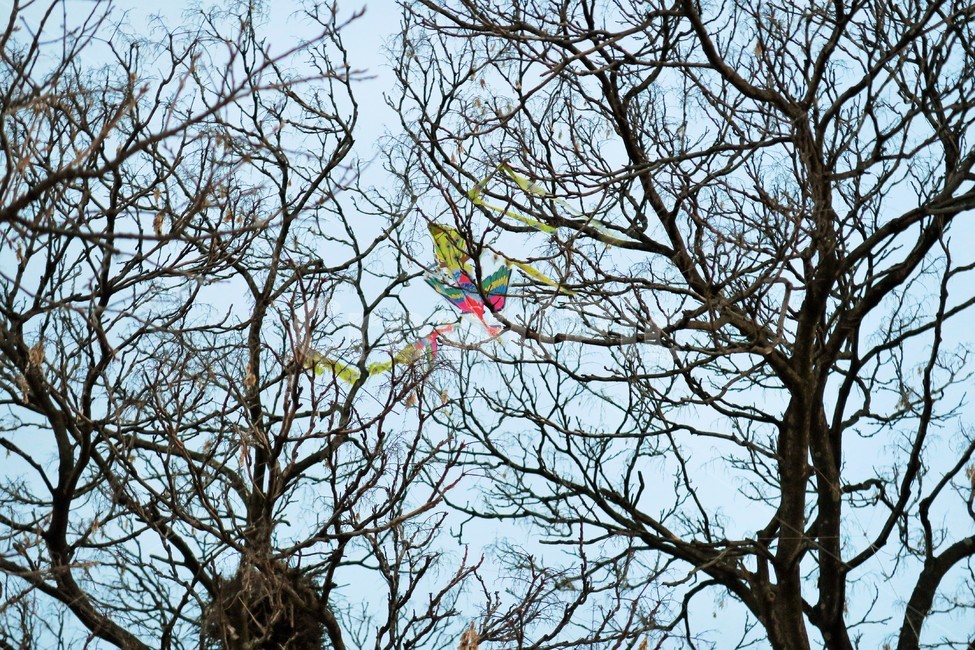 나무,연,나무에걸린연,나무에걸린,나뭇가지,식물,자연,plants,nature,나무,trees,wood