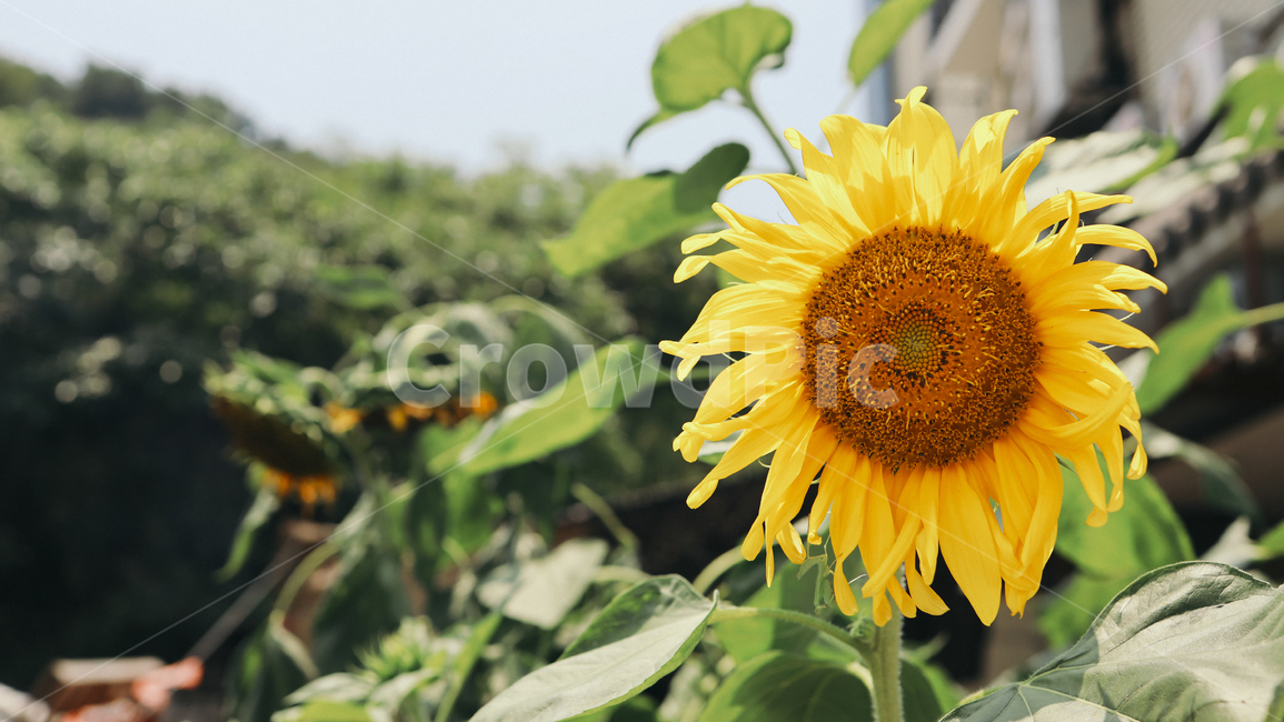 해바라기,식물,꽃,해바라기꽃,바탕화면,여름,계절,summer,season,식물,자연,plants,nature,꽃,flower,plant,blossom