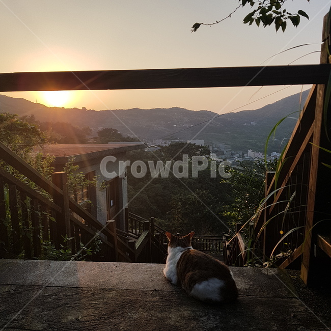 일몰,저녁,노을,고양이,길고양이,동물,animal,포유류,mammal,고양이,cat,kitten,kitty,고독함,외로움,쓸쓸함,우울함,슬픔,lonely,solitary