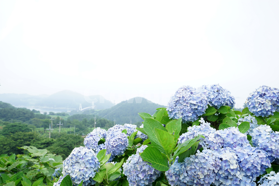 수국,여름,섬,연화도,식물,꽃,산,자연,flower,여름,계절,summer,season,자연,풍경,nature,landscape,한국자연풍경,한국자연경관,korea nature landscape,식물,plants,꽃,flower,plant