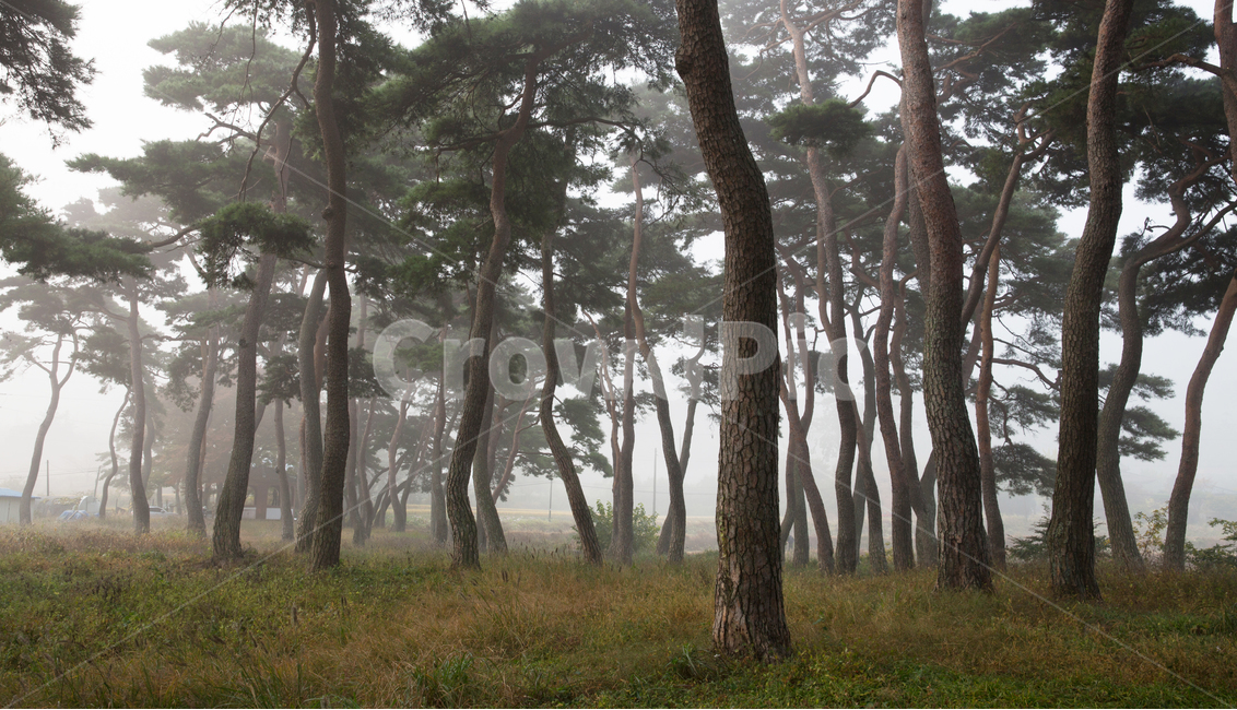 자연,풍경,경관,나무,식물,소나무,안개,아침,숲,소나무숲,기둥,잎,솔잎,새벽,tree,plant,treetrunk,나무줄기