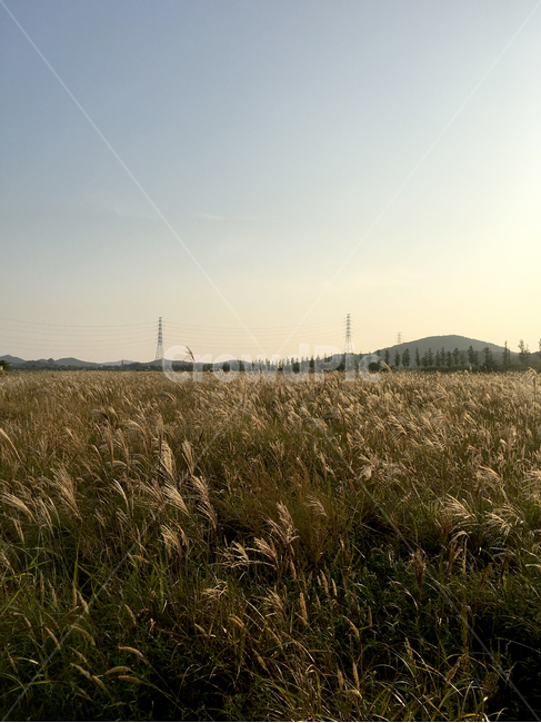 plant,식물,grain,곡물,갈대,reed,가을,fall,autumn,식물,자연,plants,nature