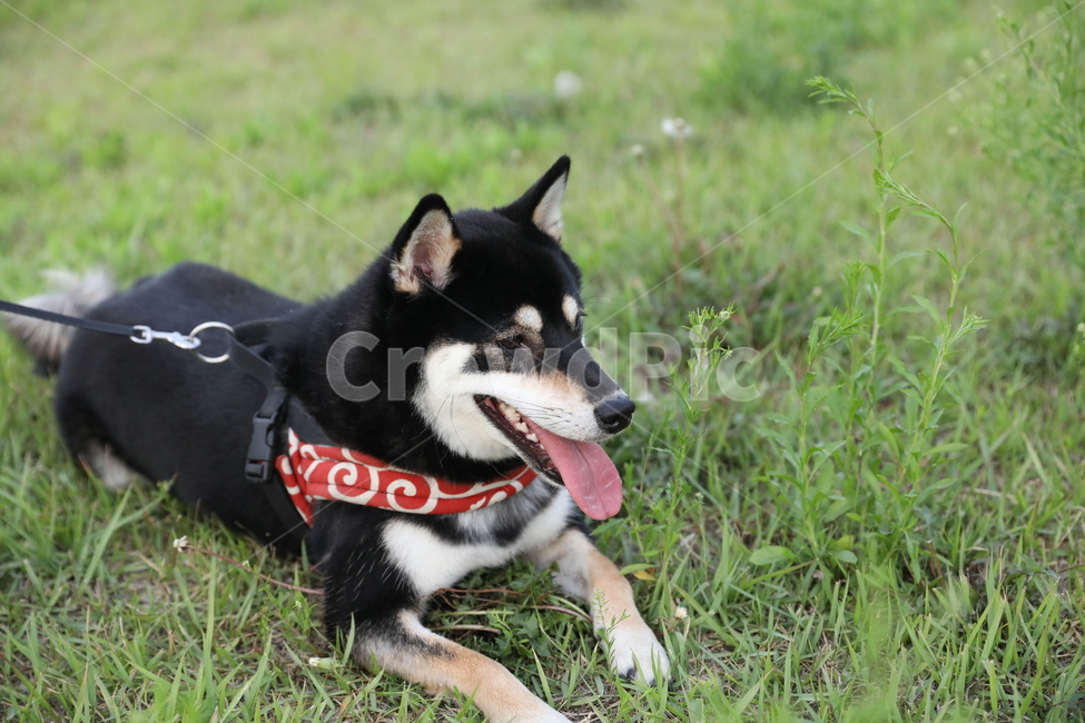 시바,시바견,개,강아지,산책,dog,puppy,동물,animal,개,강아지,dog,doggy