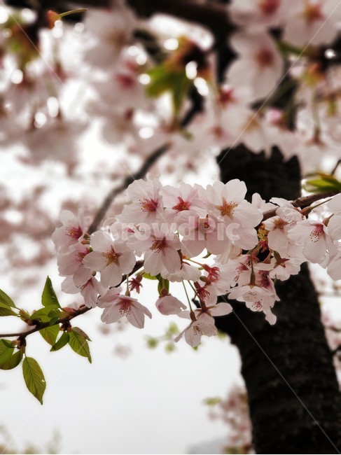 plant,식물,flower,blossom,꽃,cherryblossom