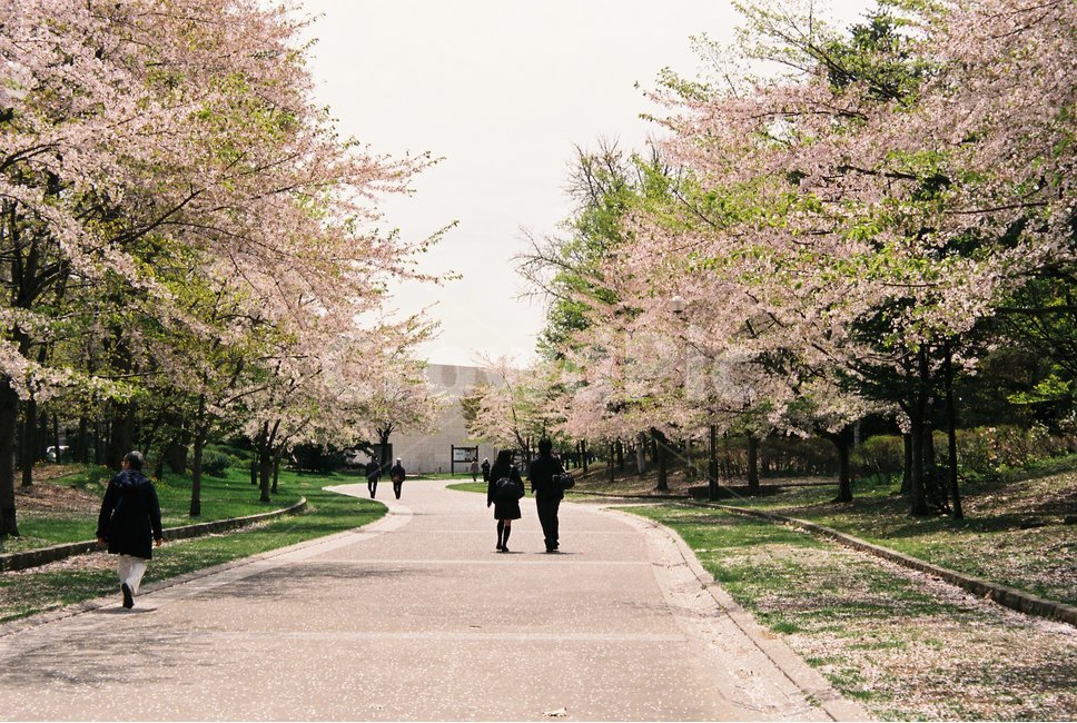 plant,식물,꽃,벚꽃,겹벚꽃,봄,flower,sakura,cherryblossom,blossom,bloom,fullbloom,피다,만개,사쿠라,인간,human,사람,person,커플