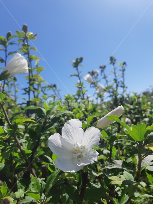 plant,식물,꽃,flower,무궁화