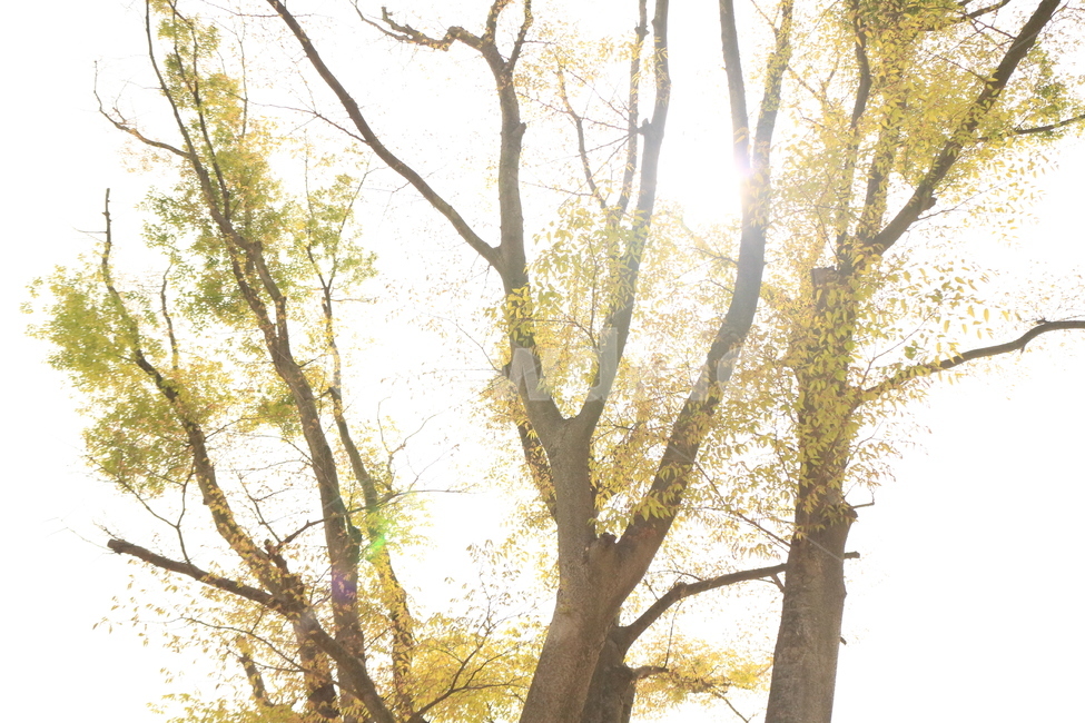 나무,풀,숲,tree,하늘,태양,햇살,sunlight,light,sun,식물,자연,plants,nature,나무,trees,wood