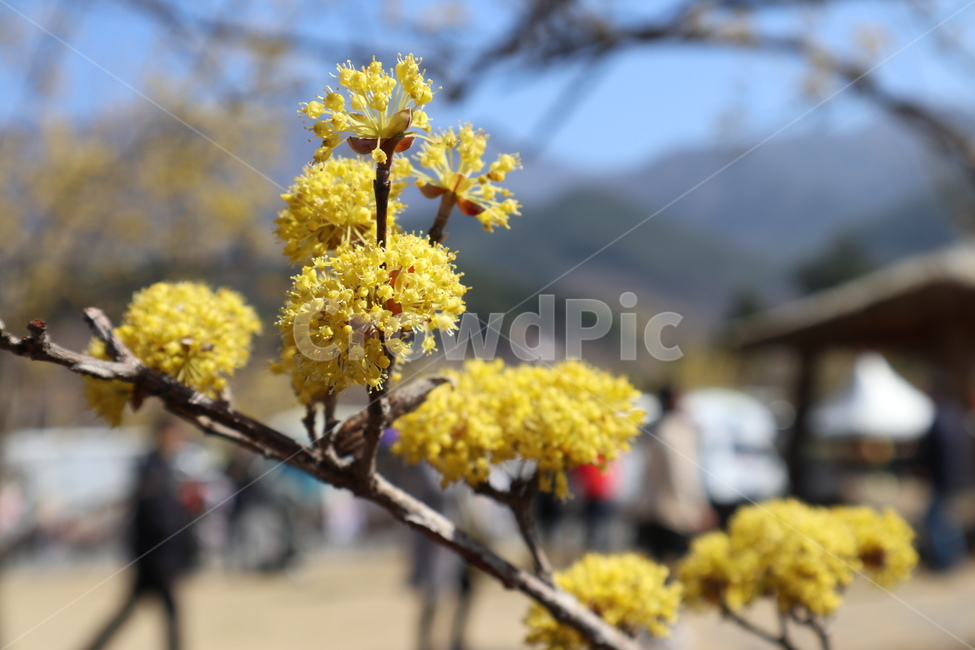 산수유,산수유꽃,꽃,구례,노란꽃,나무,산수유나무,꽃나무,식물