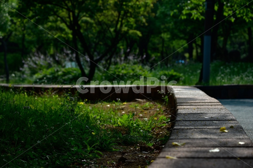 감성적,그늘,나무,숲,공원,잔디