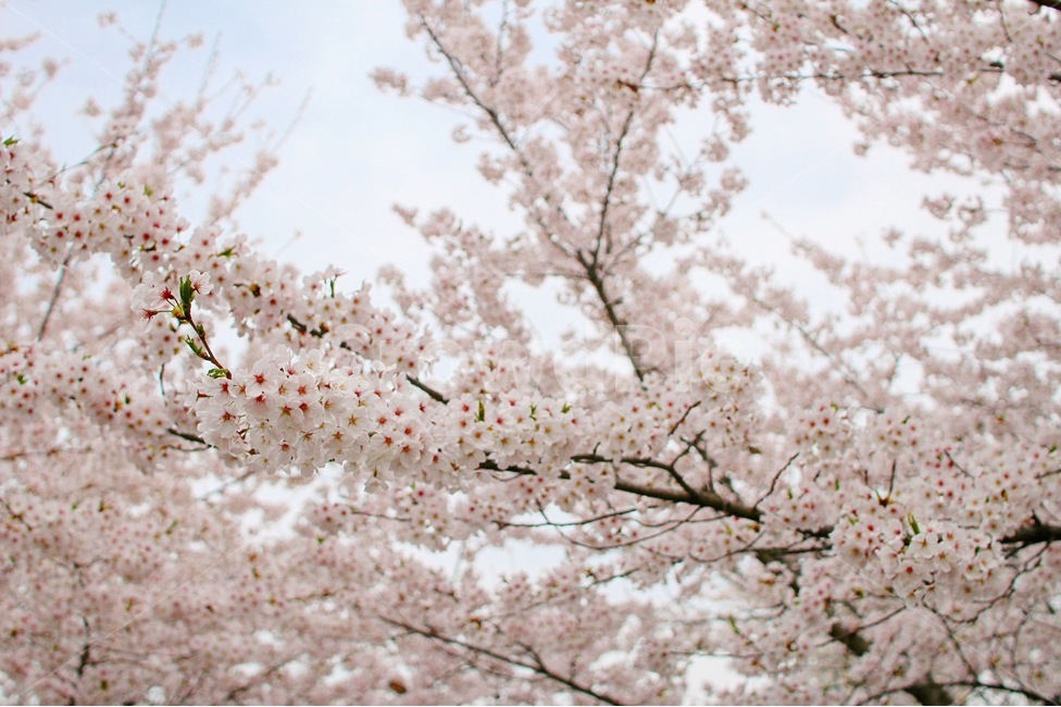 꽃,봄,벚나무,벚꽃,벚꽃나무,봄,계절,spring,season,식물,자연,plants,nature,꽃,flower,plant,blossom,insect,곤충,invertebrate,무척추 동물,animal,동물