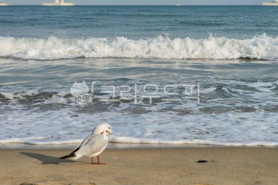바다,해변,모래,갈매기,새,동물,물새,자연,파도,응시